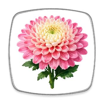 Pink Chrysanthemum Bloom - Square fridge magnet - white - Front