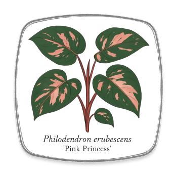 Plante élégante - Philodendron Pink Princess - Magnet carré - blanc - Devant