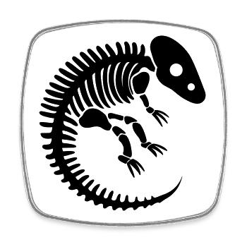 os fossile dinosaure préhistorique - Magnet carré - blanc - Devant