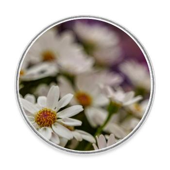 Gänseblümchen Blumen - Runder Kühlschrankmagnet - Weiß - Vorne