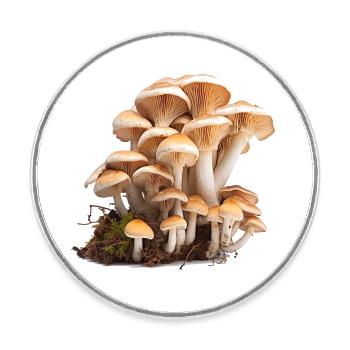 Mushrooms are ecologically important - Round  fridge magnet - white - Front