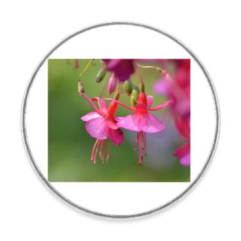 rosa blume - Runder Kühlschrankmagnet - Weiß - Vorne