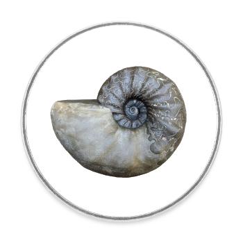 Ceratites - Runder Kühlschrankmagnet - Weiß - Vorne