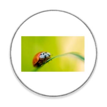 coccinelle - Magnet rond - blanc - Devant