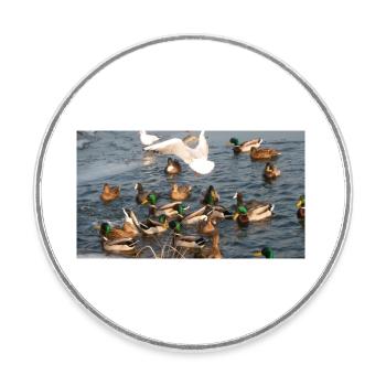 Canard en famille - Magnet rond - blanc - Devant
