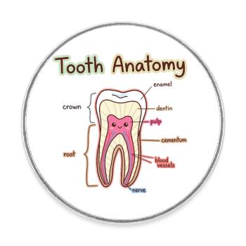 Tooth Anatomy Dental Assistant Dentist - Round  fridge magnet - white - Front