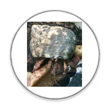 Hermit crab - Round  fridge magnet - white - Front