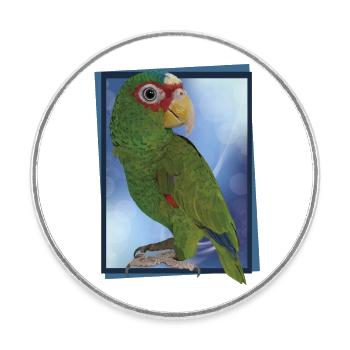 Perroquet à front blanc - Magnet rond - blanc - Devant