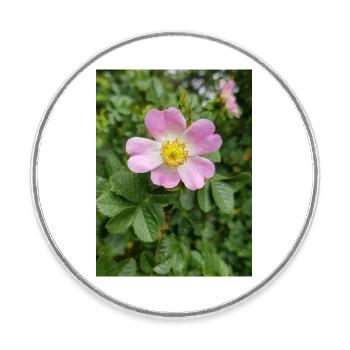 sweet briar auch eglantine rose Weinrose - Runder Kühlschrankmagnet - Weiß - Vorne