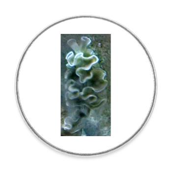 Sea Snail - Round  fridge magnet - white - Front