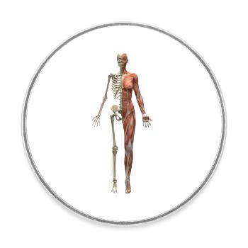 os du squelette squelette osseux crâne schaedel140 - Magnet rond - blanc - Devant