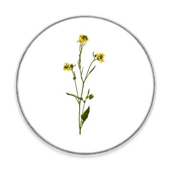 herbes thym romarin persil origan aneth - Magnet rond - blanc - Devant