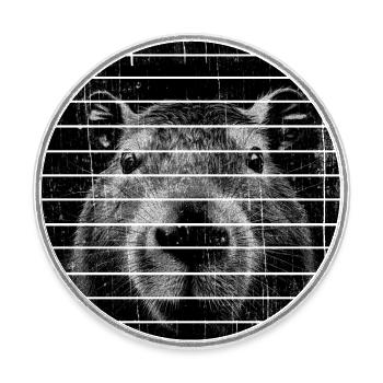 Capybara Porträt Wasserschwein - Runder Kühlschrankmagnet - Weiß - Vorne