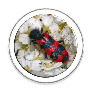 The bee beetle or beewolf - Round  fridge magnet - white - Front