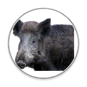 Wild boar Wild boar Pig Sow Pigs - Round  fridge magnet - white - Front