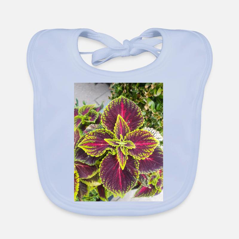 Joseph's coat also Chinese amaranth Organic Baby Bibs