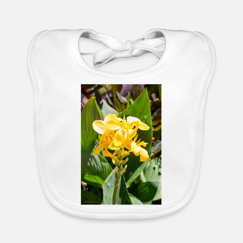 Canna oder Canna Lilie Canna × hybrida Rodigas Baby Bio-Lätzchen