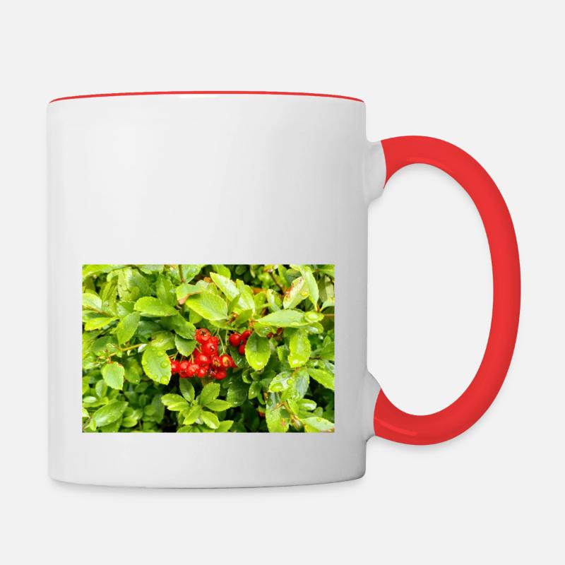 Mediterranean Firethorn / Pyracantha coccinea - Contrasting Mug - white/red