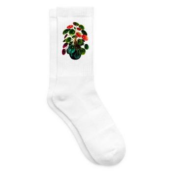 Bunte Pilea – Farbenfrohe Zimmerpflanze - Tennissocken - Weiß - Rechts