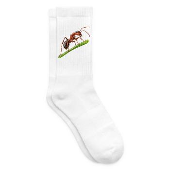 Ameise - Tennissocken - Weiß - Rechts