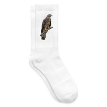 Wespenbussard Pernis Apivorus - Tennissocken - Weiß - Rechts