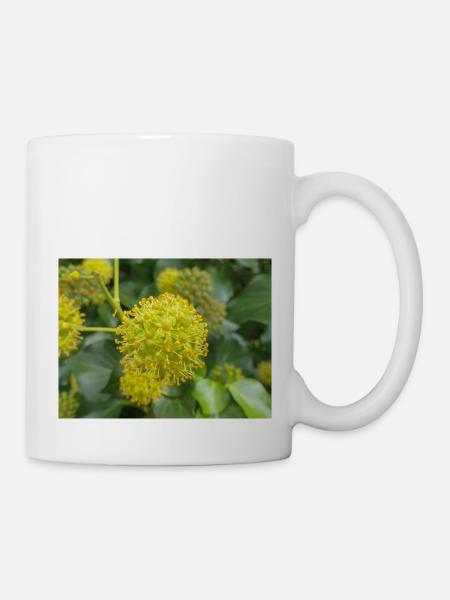 Persischer Efeu (Kolchischer Efeu) - Tasse - Weiß