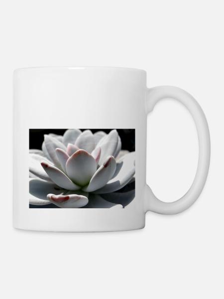 Sukkulente Echeveria - Tasse - Weiß
