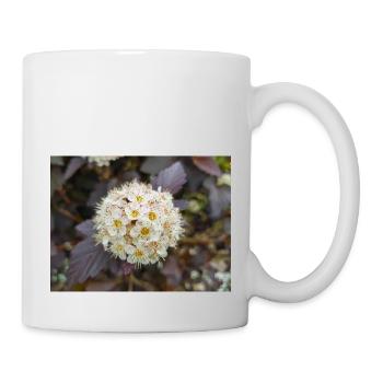 Neunrinde Physocarpus capitatus Blasenspiere - Tasse - Weiß - Rechts