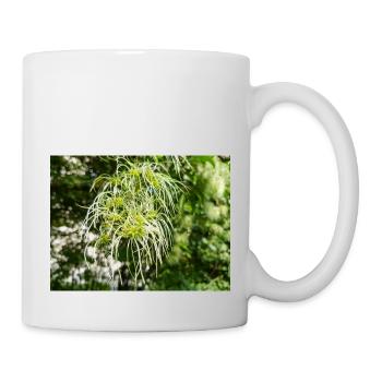 Traveller's Joy Clematis vitalba - Tasse - Weiß - Rechts