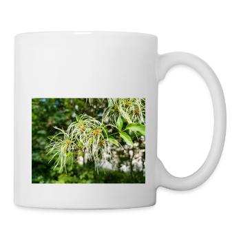 Traveller's Joy Clematis vitalba - Tasse - Weiß - Rechts