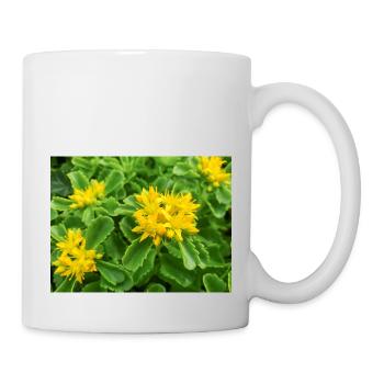 Fetthenne auch Sedum auch Orpine Ewige Fetthenne - Tasse - Weiß - Rechts