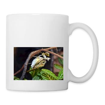 Creobroter spec. - Flower mantis - adult pair - Tasse - Weiß - Rechts