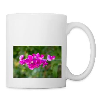 immerwährende Erbse mehrjährige Erbse Lathyrus latifolius - Tasse - Weiß - Rechts