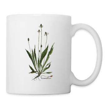 Spitz-Wegerich - Tasse - Weiß - Rechts