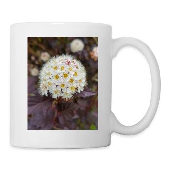 Neunrinde Blasenspiere Physocarpus capitatus - Tasse - Weiß - Rechts