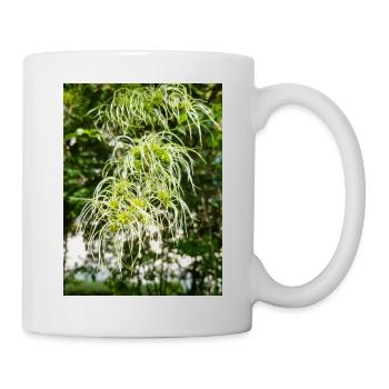 Traveller's Joy Clematis vitalba - Tasse - Weiß - Rechts