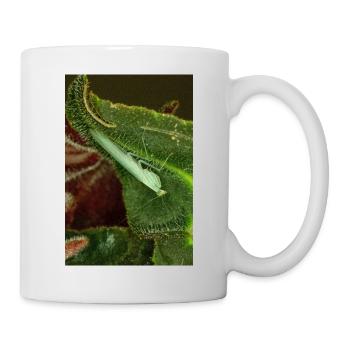 Tropidomantis cf tenue - Tasse - Weiß - Rechts