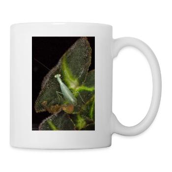 Tropidomantis cf tenue - Tasse - Weiß - Rechts
