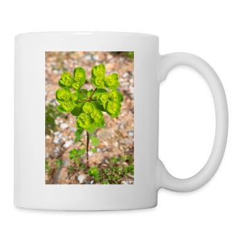blühende bunte Wolfsmilch (Euphorbia) Blume - Tasse - Weiß - Rechts