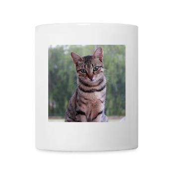 Katze Kätzchen Poster quadratisch Katzenposter - Tasse - Weiß - Vorne