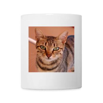 Katze Kätzchen Poster quadratisch Katzenposter - Tasse - Weiß - Vorne