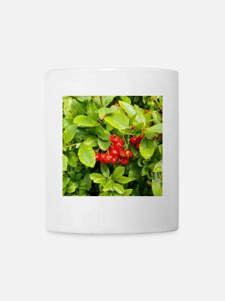 Mittelmeer Feuerdorn / Pyracantha coccinea - Tasse - Weiß