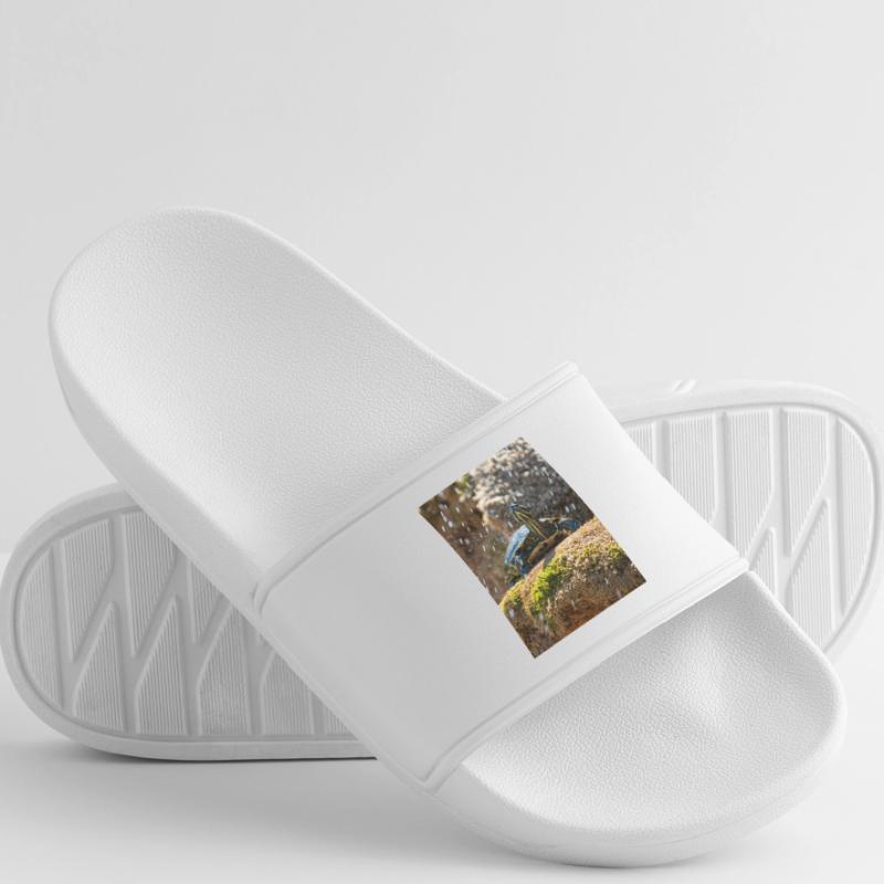 Gelbbauch-Slider Trachemys scripta scripta Männer Badelatschen