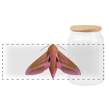 Papillon éléphant Deilephila elpenor - Boîte à biscuits avec couvercle en bois - blanc - Devant