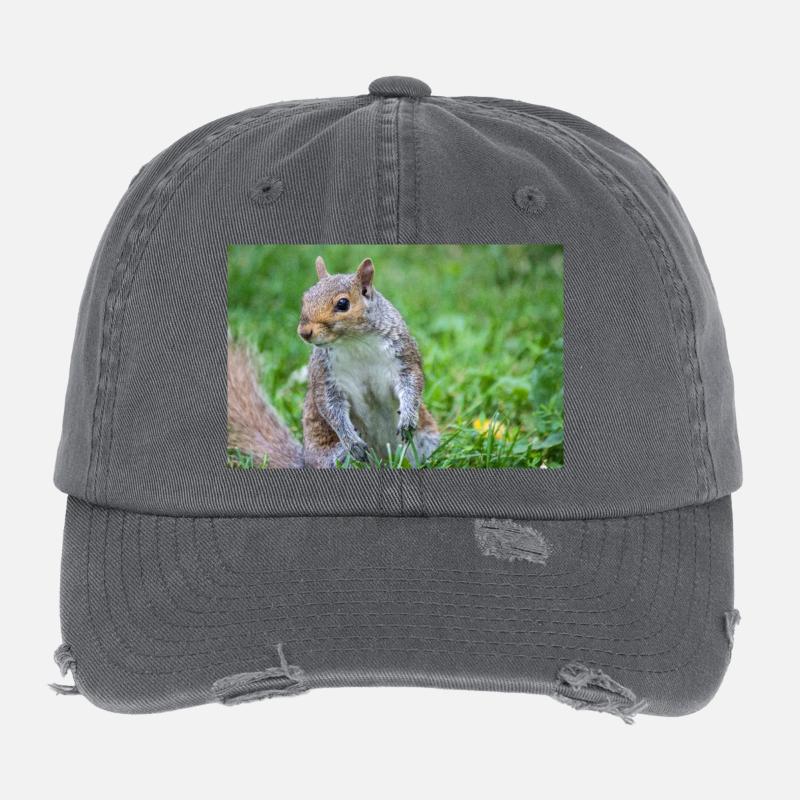 Écureuil gris Grauhörnchen Sciurus carolinensis Casquette vintage effet usé Flexfit