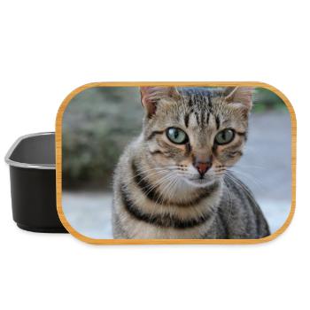 Katze Kätzchen Poster quadratisch Katzenposter - Lunch Box - Schwarz - Vorne