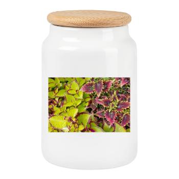 Coleus Farbenspiel Blätter / Buntnessel - Keksdose mit Holzdeckel - Weiß - Vorne