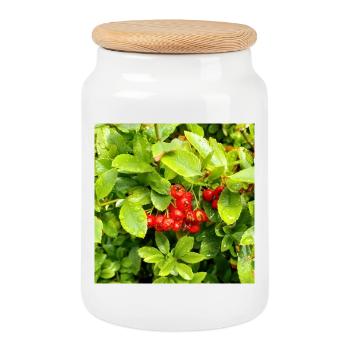 Mittelmeer Feuerdorn / Pyracantha coccinea - Keksdose mit Holzdeckel - Weiß - Vorne