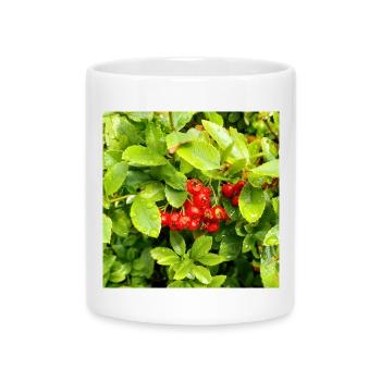 Mittelmeer Feuerdorn / Pyracantha coccinea - Tasse mit Herzhenkel - Weiß - Vorne
