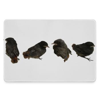House redstart branches - Large Gaming Mouse Mat - grey - Front